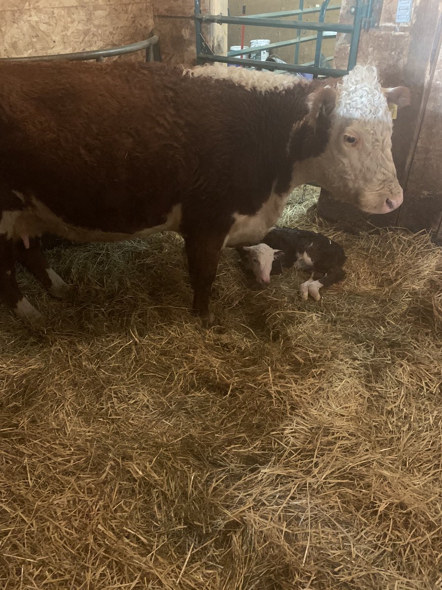 Our first calf of 2021 (a heifer) just arrived. The Pioneer heifer was born unassisted to a 3 year old ANL Tahoe daughter. <a href="/CAN_Hereford/">Canadian Hereford</a> #HappyNewYear2021