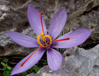 But this is not the crocus flower picked by Minoans...They picked this: Crocus Cartwrightianus, the wild ancestor of the Crocus Sativus... https://en.wikipedia.org/wiki/Crocus_cartwrightianus
