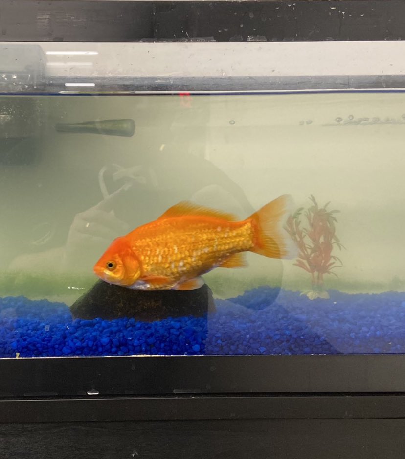 Retweet or have bad betting luck all of 2021