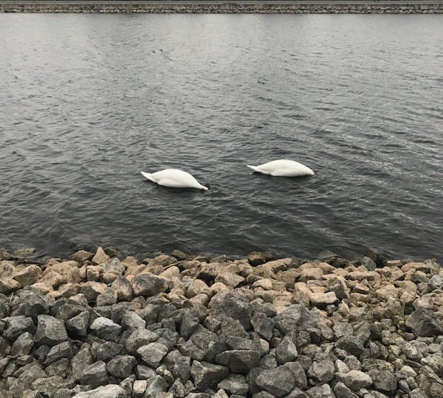 notoriouslilbee's tweet photo. Even the swans down at Lake Ontario weren’t prepared to face the first day of the new year. #Firstdayof2021 #HappyNewYear #lockdown https://t.co/CP3eLqR0xI