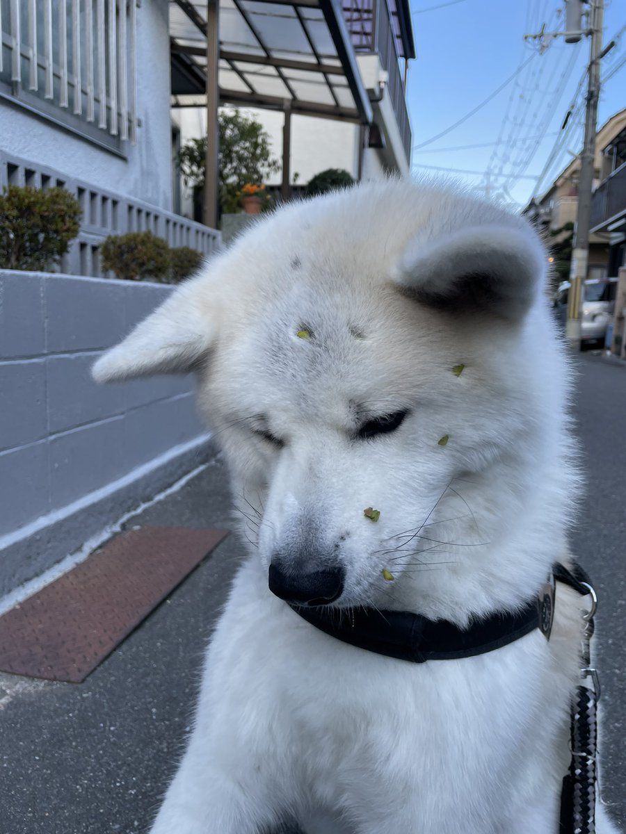 おはようございます 朝からしっつき虫だらけになり 気持ち悪いから取ってくれるまで動かないと 座り込んでいた犬はこちらです🐕, image size:900x1200