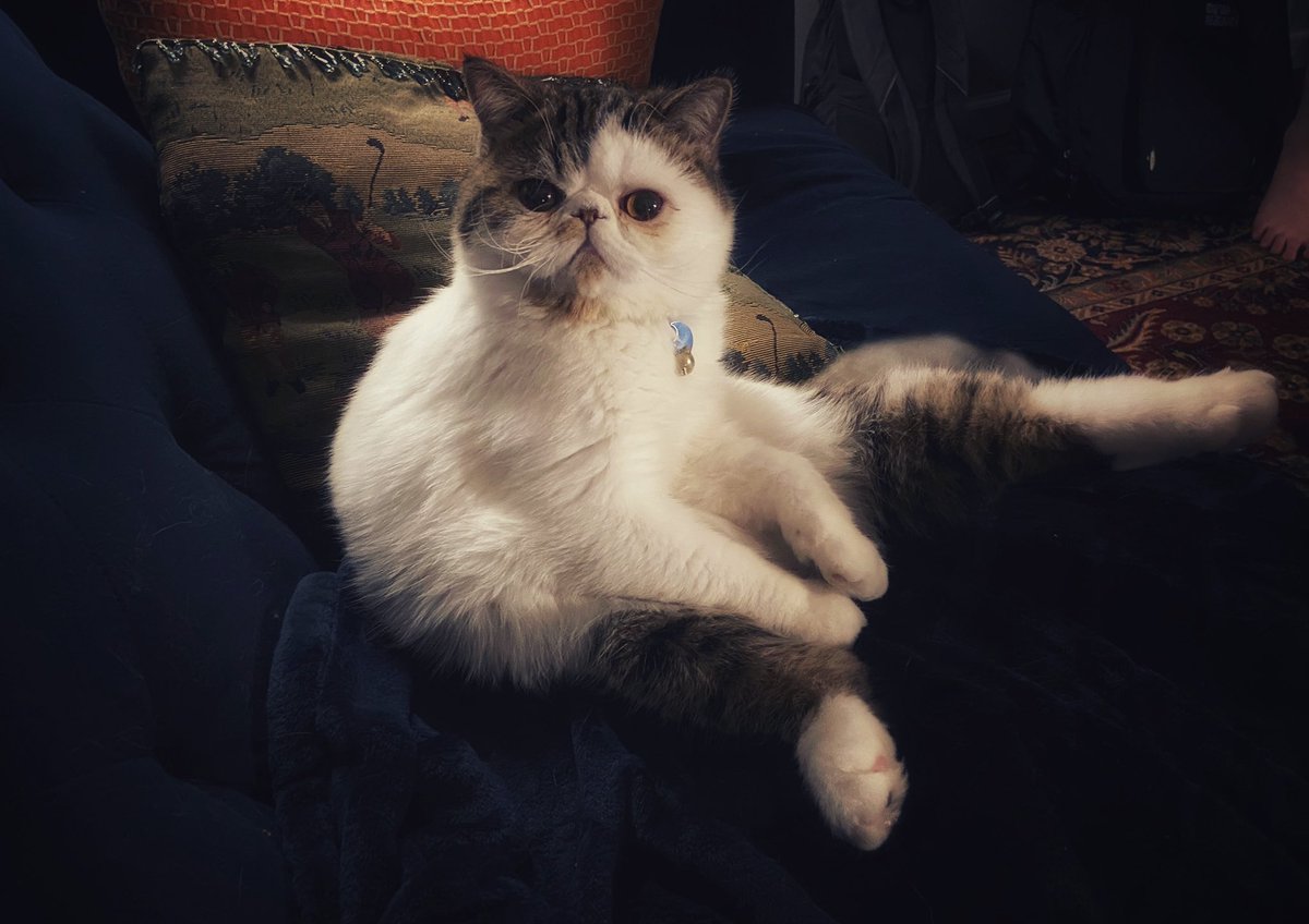 Boy George the cat (@Boygeorgethecat) / Posts / X