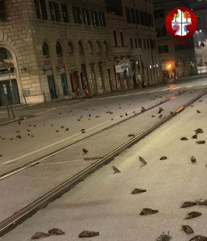 Pierre_E_Sakr's tweet photo. أحداث غريبة في بداية العام الجديد ملايين الطيور ميتة ولم تعرف الأسباب في روما إيطاليا https://t.co/nzuq2AzM0j