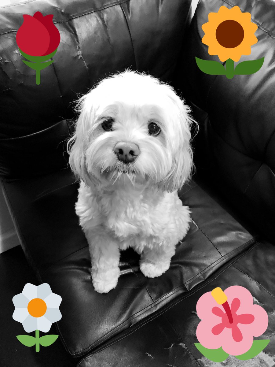 HappyPawsDC's tweet photo. Daisy’s floral photo shoot! 😛  #HappyPaws #dogsoftwitter #daisy https://t.co/FPAceLpLzy