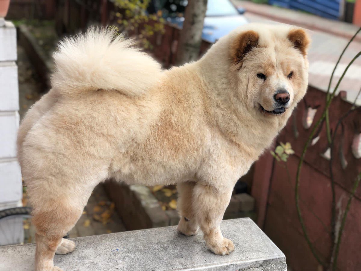 k__alabay's tweet photo. Aslan🧡🧡 
#NewYear #chowchow #çinaslanı #NewYear2021 #soezcuegazetesi https://t.co/EVRgmsnnYJ