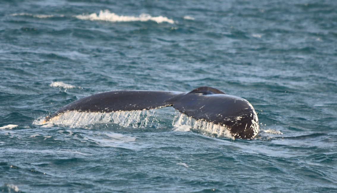 Sibleys on Scilly (@sibleysonscilly) on Twitter photo Happy New Year and best wishes for 2021!! What a way to start the year - whale watching with <a href="/FalconBoating/">FalconBoating</a>. Thanks a million James. #scilly #whalewatching Happy New Year and best wishes for 2021!! What a way to start the year - whale watching with <a href="/FalconBoating/">FalconBoating</a>. Thanks a million James. #scilly #whalewatching
