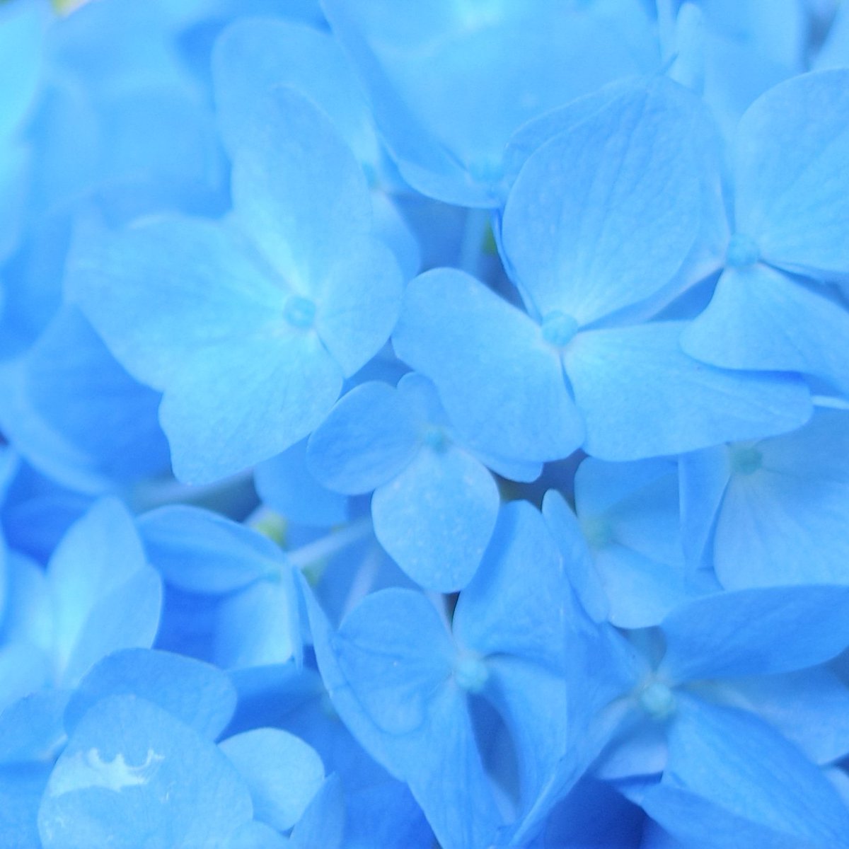blue&amp;purple

#blue #purple #flowers #hydrangea