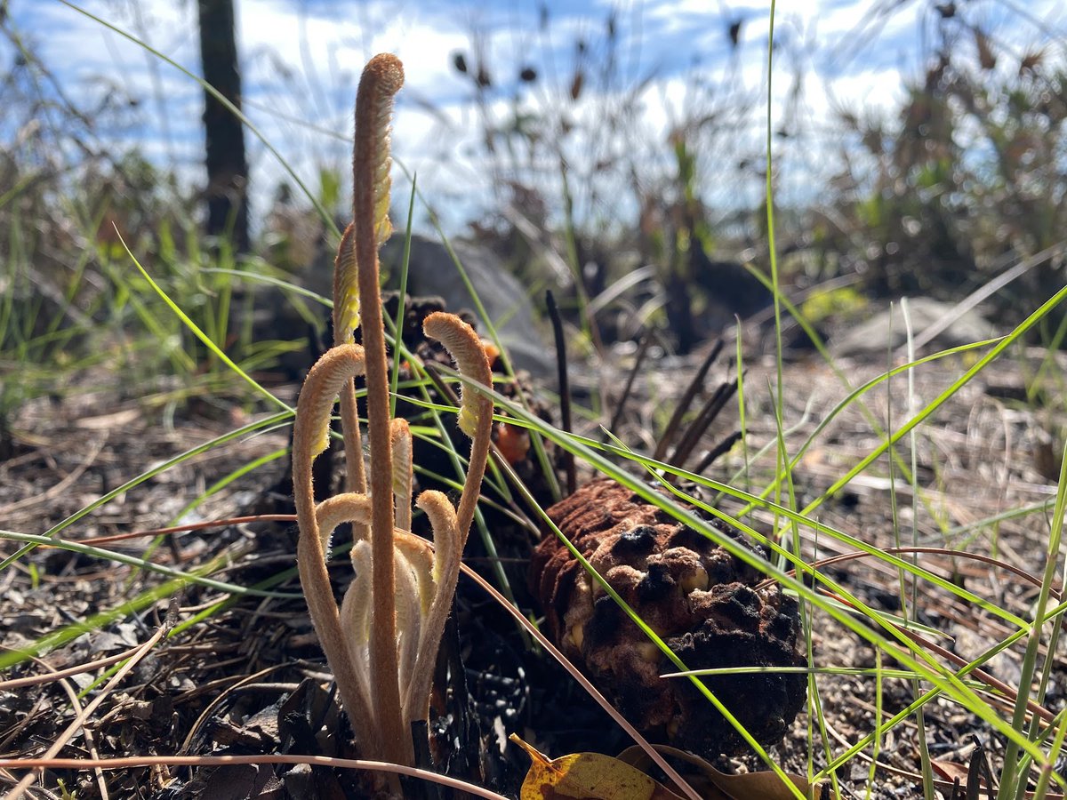 May your 2021 be filled with hopeful new beginnings, just like this coontie plant regrowing after a prescribed fire in the park last year!Coonties, or Zamia integrifolia, are small shrubs.NPS Photo by Yvette Cano