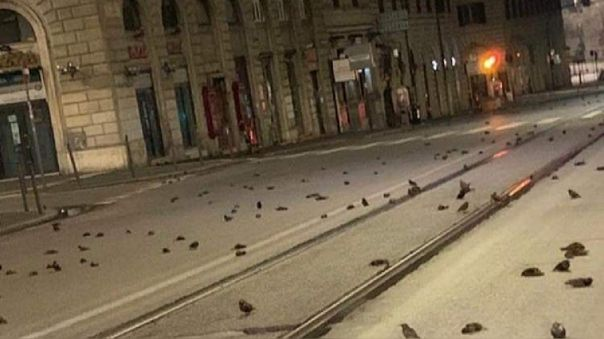 RPPNoticias's tweet image. Cientos de aves muertas fueron halladas en calles de Roma tras celebraciones de Año Nuevo. rpp.pe/p/1312866