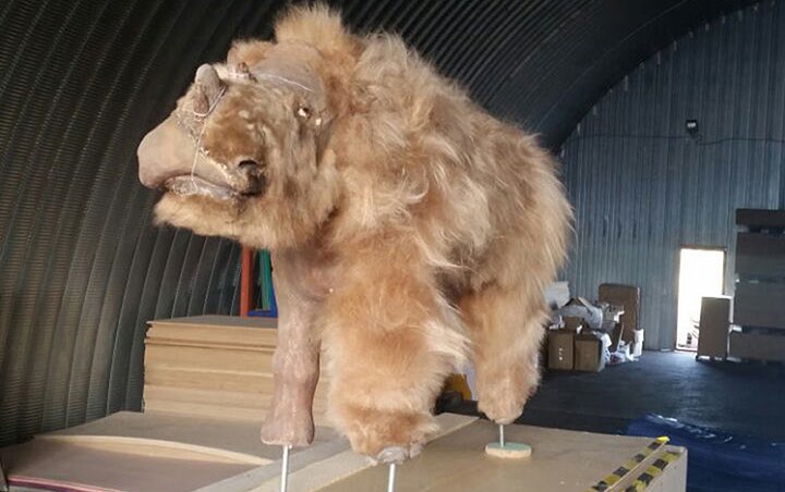 “the new specimen was discovered by local resident Alexei Savvin just a short distance away from the site that produced the world’s only example of a baby woolly rhino. That specimen, first unearthed in 2014, was subsequently spruced up and named Sasha.”  Siberian Times