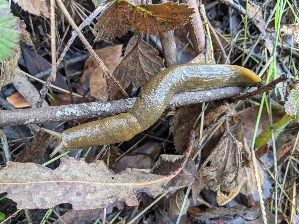 first banana of the year
