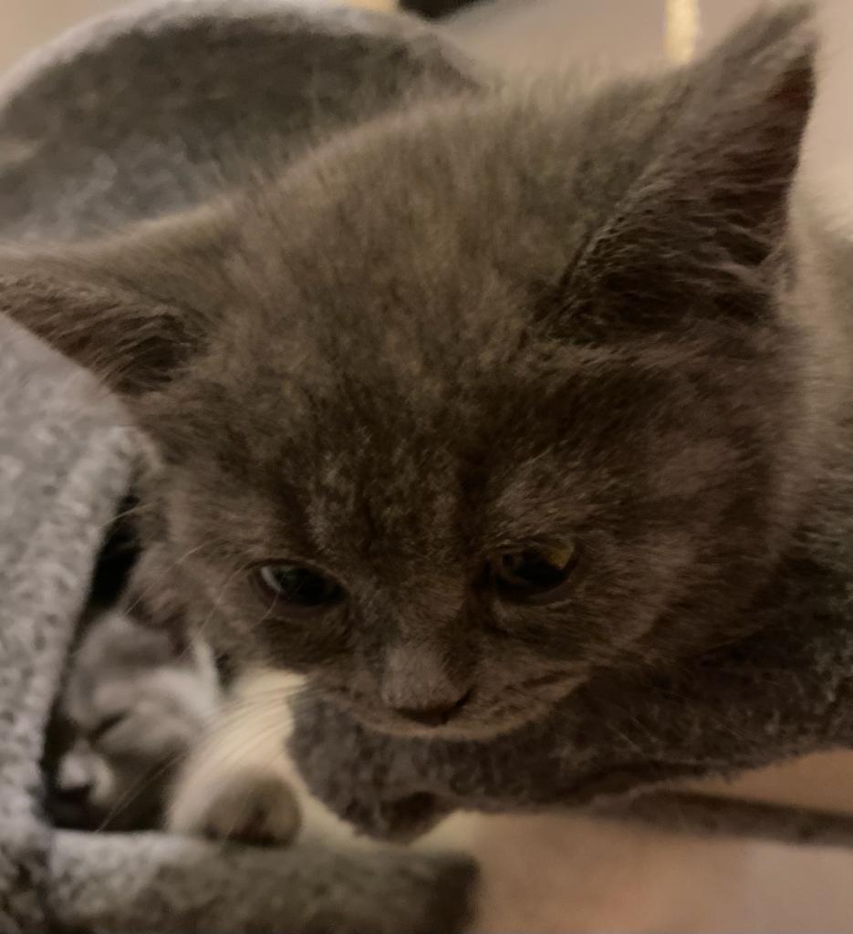 Unsere zwei Lieblinge 🥰 
Nun ist der Einzug ja fast schon greifbar. Bald sind Gismo und Shiva endlich bei uns und dann wird unser Alltag kunterbunt 😍 Wir freuen uns schon sooo sehr darauf 🎉🎊❤