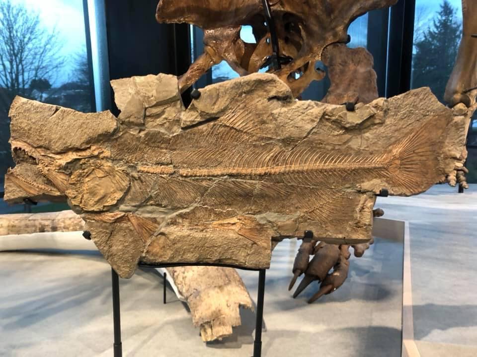 Oh hey the first  #FossilFriday &  #GuessTheSkull reveal of 2020! Did you guess a MALE Sockeye Salmon-Oncorhynchus nerka. Also just salmon also counts! The one below is from the Pleistocene, but the modern ones are just as gnarly, they are survivors! John Fam  @burkemuseum