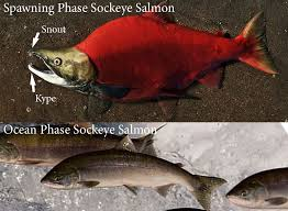 OKAY OKAY ...ILL TELL YOU WHATS UP WITH THEIR FACE!! ... but you wont like it.. TDLR- insano late puberty makes the males grow a 'kype'