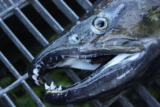 So remember salmon are living a starved and tough life at this point. So WHY does it make sense to completely replace your feeding teeth with massive gnarly breeding teeth?!! If you are not eating anyways, but need to defend breeding ground it makes sense.