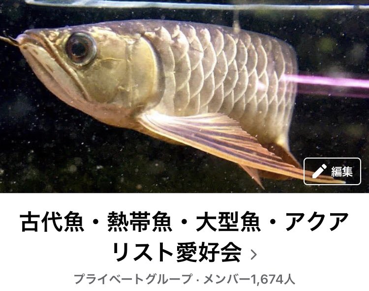 古代魚 熱帯魚 大型魚 アクアリスト愛好会 Twitter Search