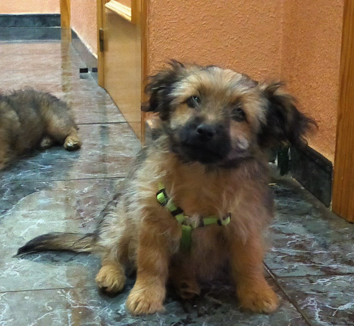 NereaLeon18's tweet photo. POR FAVOR LEEDME
A mi tío le han robado a su cachorro, es el de la foto, responde al nombre de Nano, tiene 4 meses, le faltaba nada para que le pusieran el chip.
Ha ocurrido hoy, viernes 1 de enero sobre las 14:30, en la zona del parque cervantes, en Valdepeñas.
... https://t.co/5ILnW3K1OH