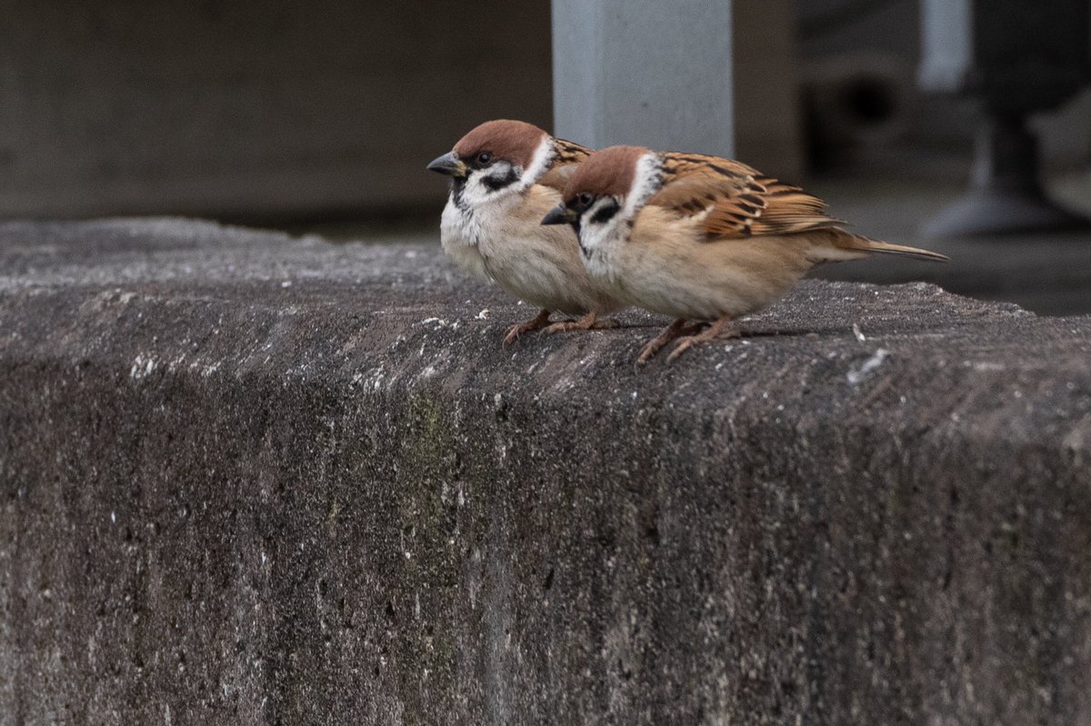 少しづつ増えていくスズメさん。
#スズメ #すずめ #スズメ観測 #ちゅん活 #sparrow #鳥 #野鳥 #野鳥撮影 #野鳥写真  #PENTAX https://t.co/FC2ID3DSZf