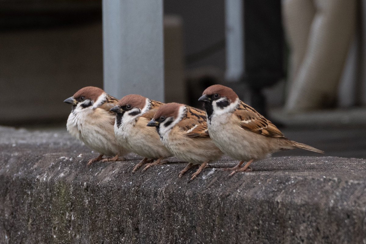 少しづつ増えていくスズメさん。
#スズメ #すずめ #スズメ観測 #ちゅん活 #sparrow #鳥 #野鳥 #野鳥撮影 #野鳥写真  #PENTAX https://t.co/FC2ID3DSZf