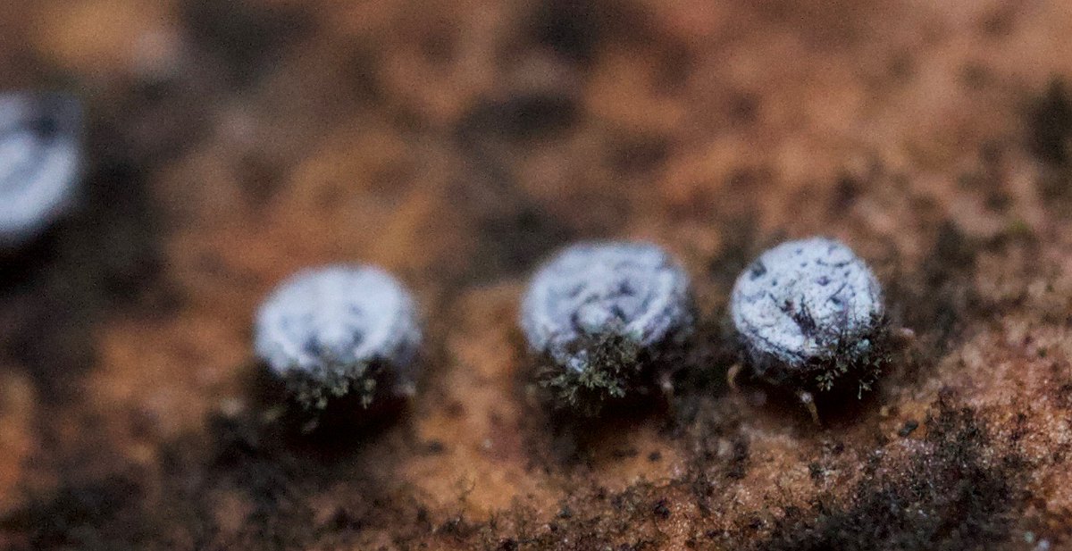 does anyone know what they are? they def weren't moving at all (or, no perceptible movement)