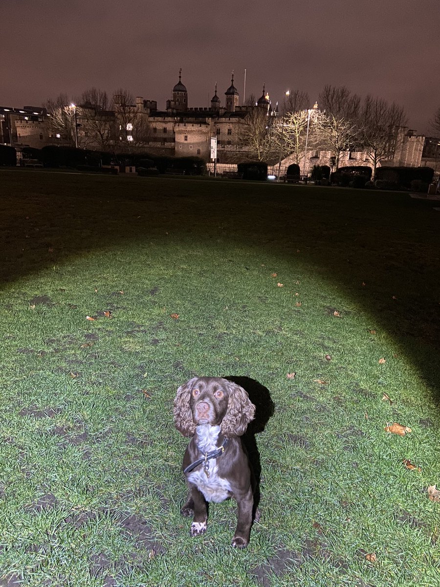 CityPoliceDogs's tweet photo. PD Lester & PD Jerry luckily had a βQβ New Years Eve. Hopefully New Years Day will be the same. Welcome 2021 we wish you a Happy New Year! Whatβs your 2021 hopes? PD Jerry wants more πΎ and PD Lester wants to get more criminals off the street!
#PDJerry #PDLester @CityPolice https://t.co/aOVKg1ShIJ