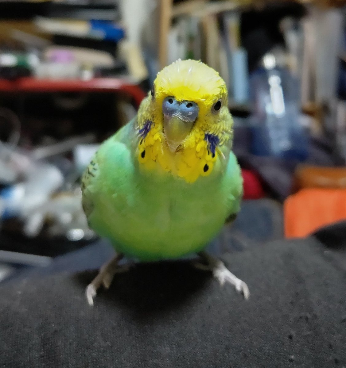 インコのココちゃん Athomecoco Twitter
