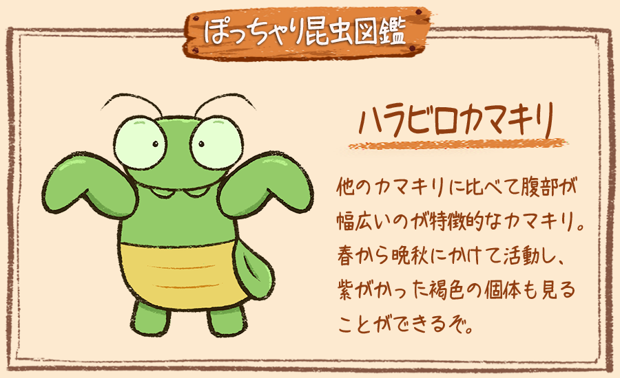 ぽっちゃり昆虫図鑑 略してぽちゃこん ぽっちゃり昆虫図鑑 No 151 ハラビロカマキリ ぽっちゃり体型の昆虫イラストを毎日描いています 今日はお腹の幅が広い ハラビロカマキリです 昆虫 イラスト 1日1絵 一日一枚絵 絵描きさんと繫がり