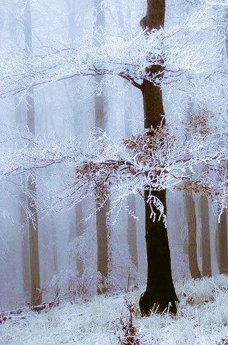 lorax58's tweet image. #Benchmarked 
🎼OH it snowed last night, the sky bears had a pillow fight🎼
#SnowMagic
#LoraxLaughingAtThoughts OfMakingBenchSnowBUNny