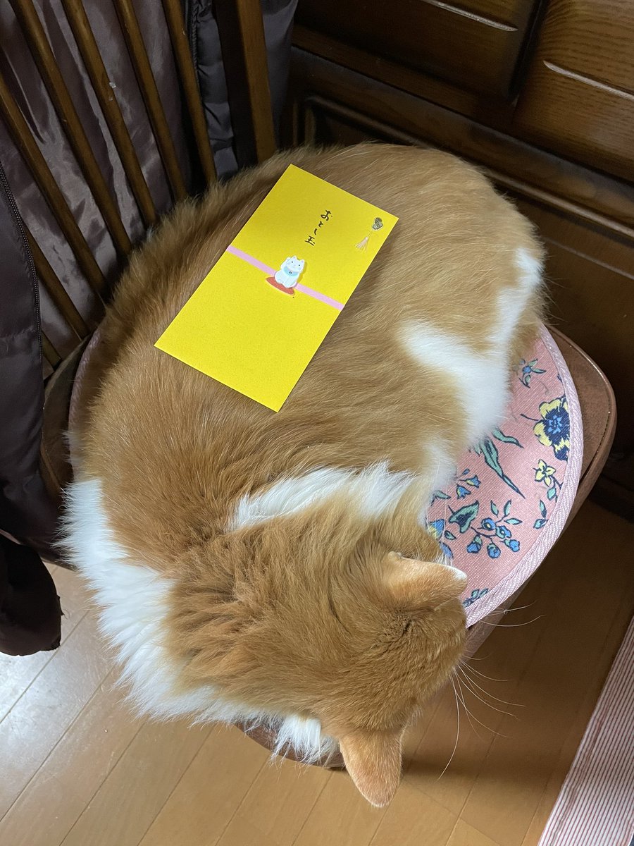 うちの猫が一番可愛い Yakaze Windurst Twitter