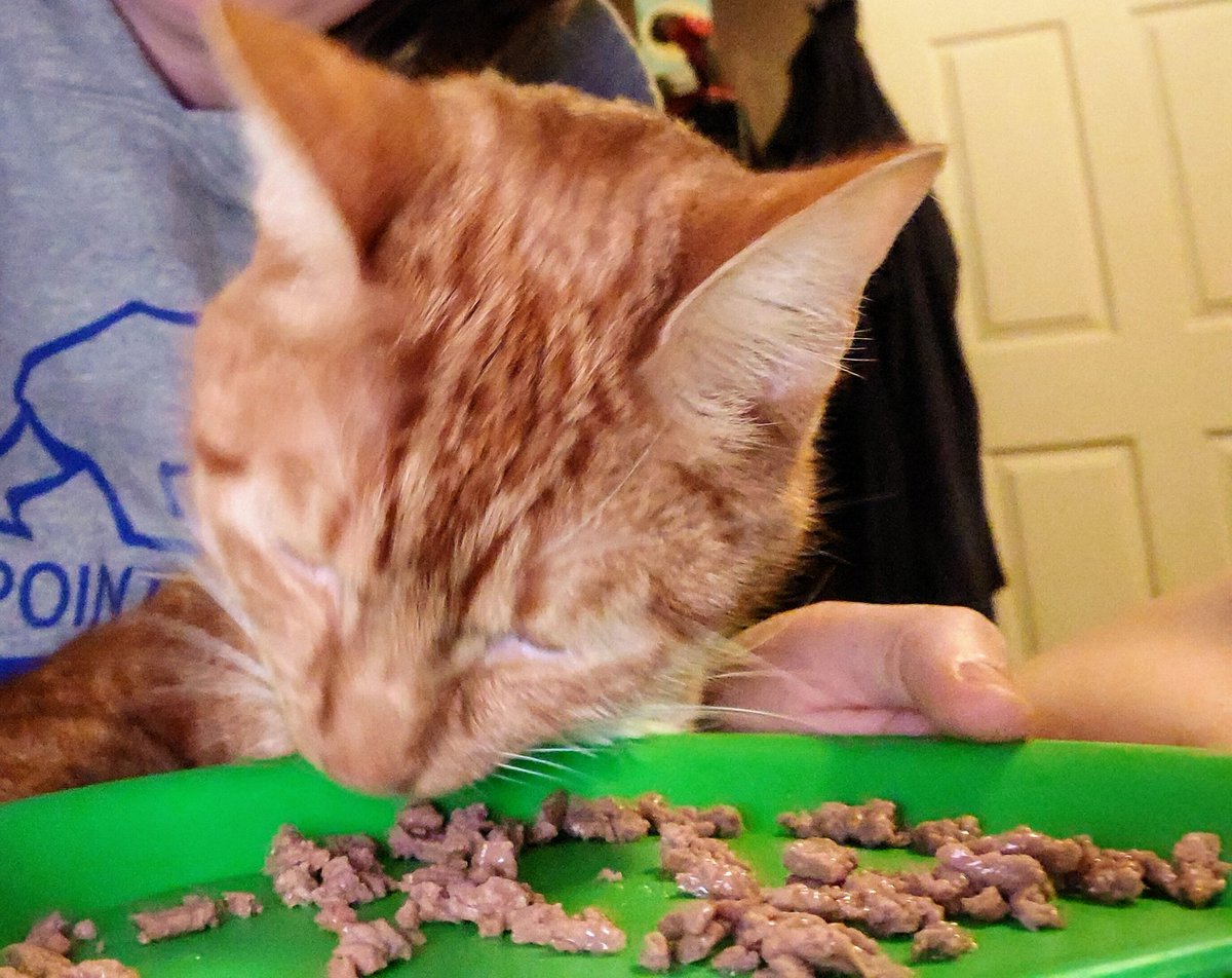 A_HeiserWrites's tweet photo. To the average person this is just a picture of a cat eating. But he's eating more in the last half-hour then he has since Thanksgiving. He's still healing, but everyday there's just a little bit more progress. #CatsOfTwitter https://t.co/m0TYm9XiMg