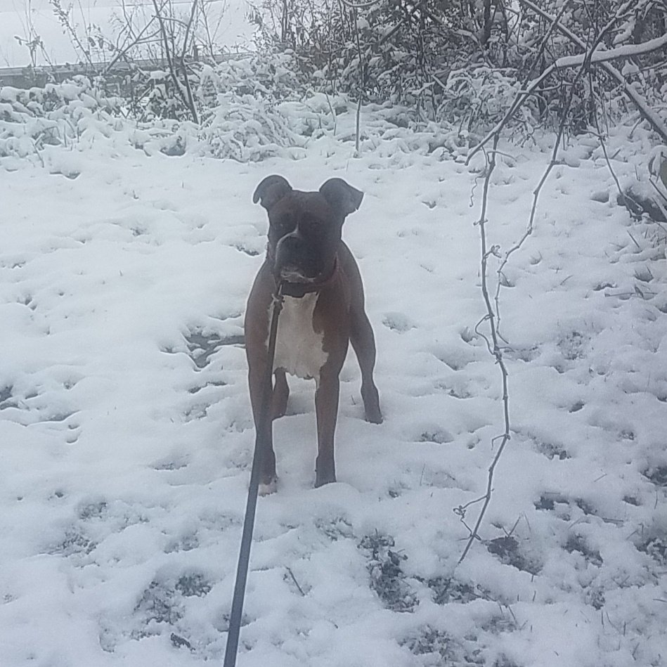 IsVolution's tweet image. A new year, a new you. 
For all the cat people out there- don&apos;t despair, there is still plenty of time for you to learn how to throw a frisbee.