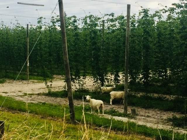 conroynz's tweet photo. Hey @BeerKel, you'll know. We were heading to Moutere Inn (pigs cheek terrine is excellent, FYI) and saw this hop plantation (?) with sheep making pigs of themselves, nibbling away at the lower leaves - what say you, planned by the grower or opportunistic? https://t.co/3jyeYivBII