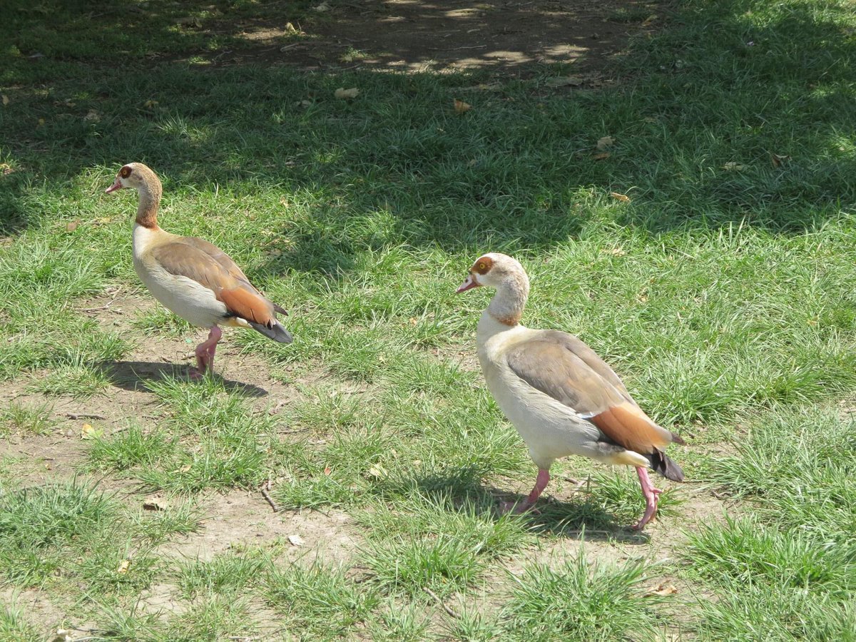 ChrisPutro's tweet photo. @NBCLA @ShootSeanNBCLA I’ve seen them at Lake Balboa, which feeds into the LA River. https://t.co/t3HKtxVZjs