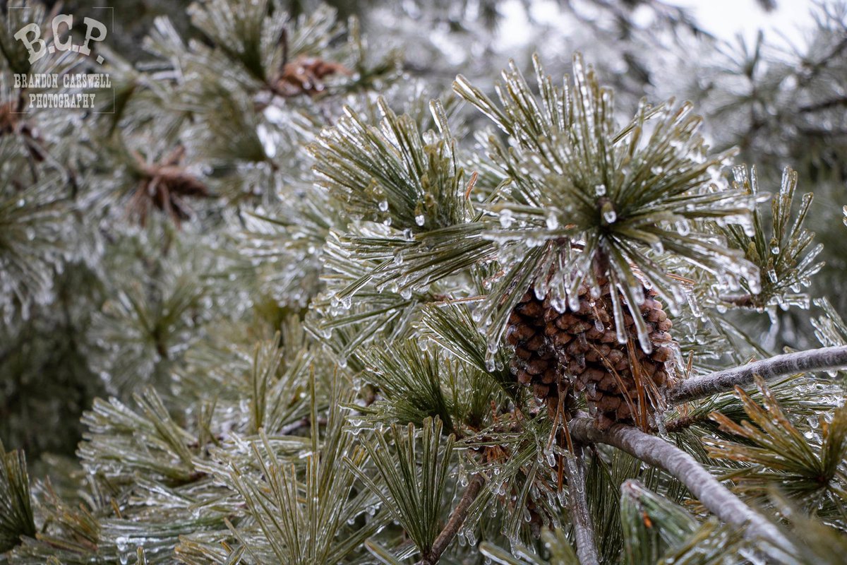 BCPhotos1's tweet photo. Snagged some pics of the ice storm around town today.  Happy New Year, everyone!! #2021 #HappyNewYear #GoodBye2020 https://t.co/O9PGLZMHxd