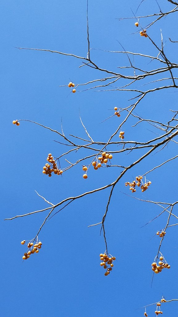 May91974480's tweet photo. Winter🍒🔆🧡 #flowers #nature #sky #trees #mountains #leaf https://t.co/LVO6Gz1k9D
