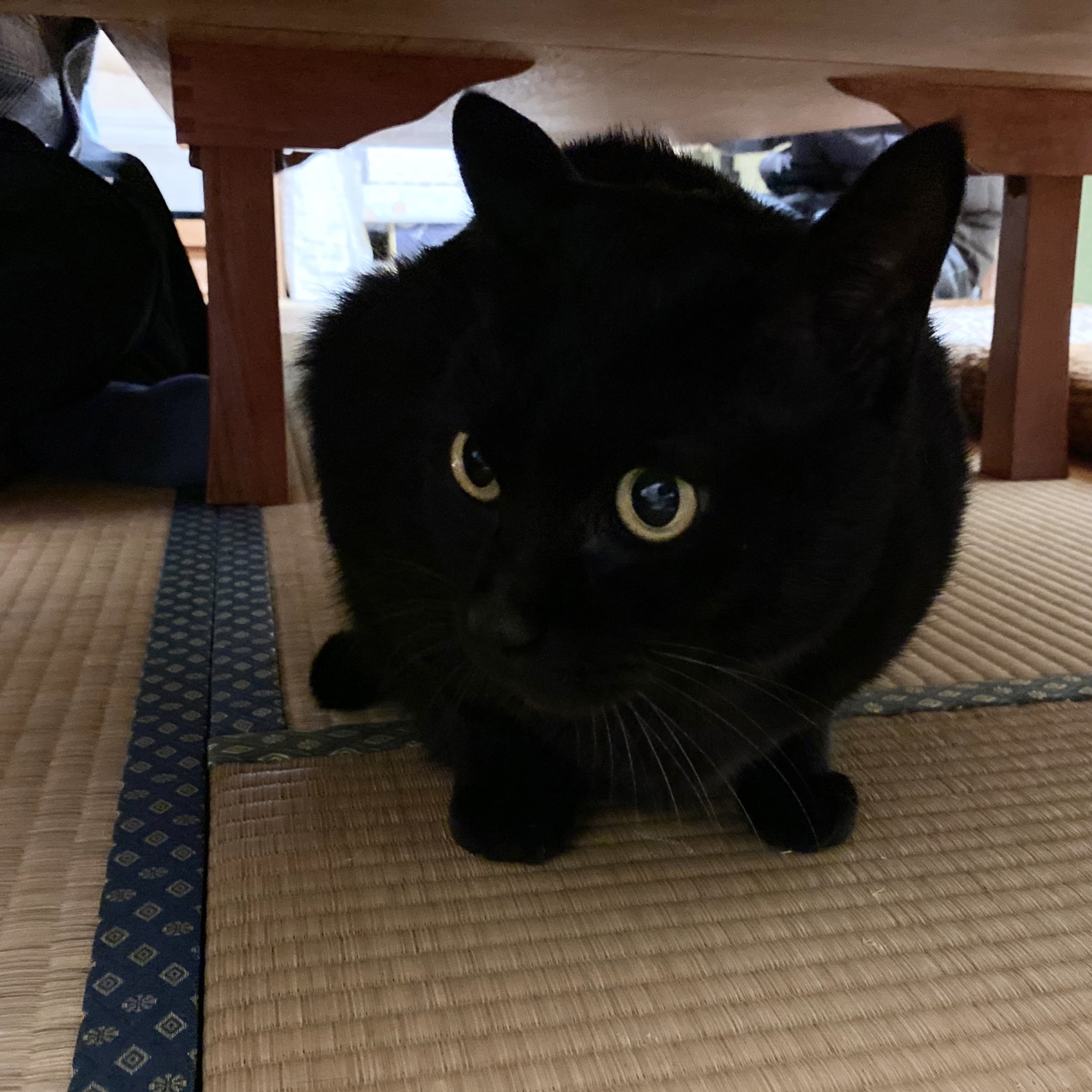 Akr 3巻でました 黒猫は謎の生物になるところもかわいい Akr 3巻でました 黒猫は謎の生物になるところもかわいい