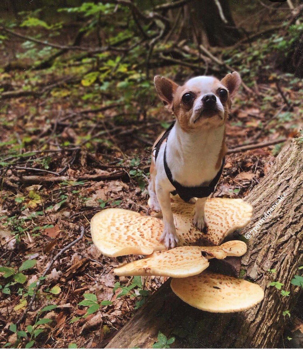 shmivy_'s tweet photo. @syvinnah my dog on mushrooms https://t.co/B7yhmODTty
