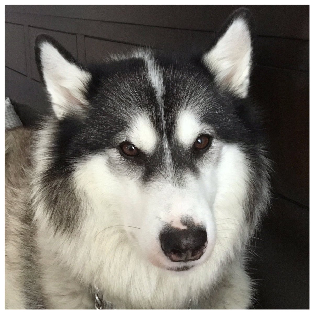 bowden2you's tweet photo. @GayCatDad1 I am going to say the @Labrador_Husky. Itβs an #InuitDog with #LabradorWolf ancestry NOT to be confused with a Labrador dog bred with a Husky. They are critically #endangered so we are trying to save them from extinction. My girls Amaguk (Wolf) & Tannik (Soul) πΊ β₯οΈ π¨π¦ https://t.co/nQqon8DsrF