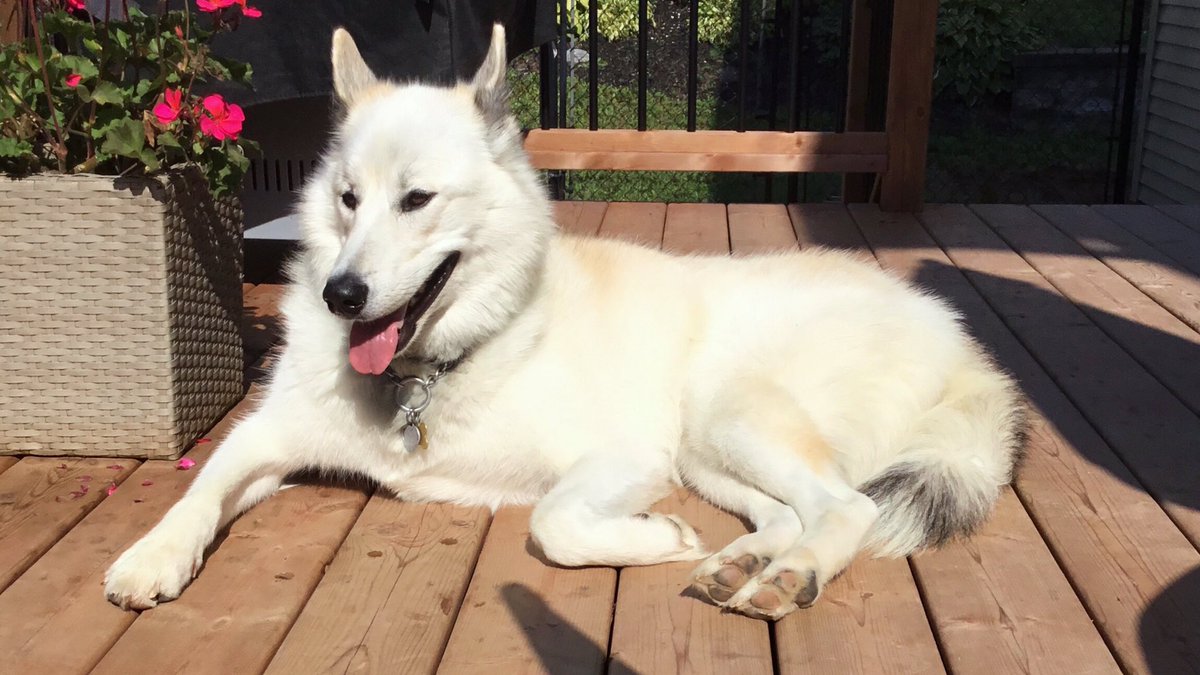 bowden2you's tweet photo. @GayCatDad1 I am going to say the @Labrador_Husky. Itβs an #InuitDog with #LabradorWolf ancestry NOT to be confused with a Labrador dog bred with a Husky. They are critically #endangered so we are trying to save them from extinction. My girls Amaguk (Wolf) & Tannik (Soul) πΊ β₯οΈ π¨π¦ https://t.co/nQqon8DsrF