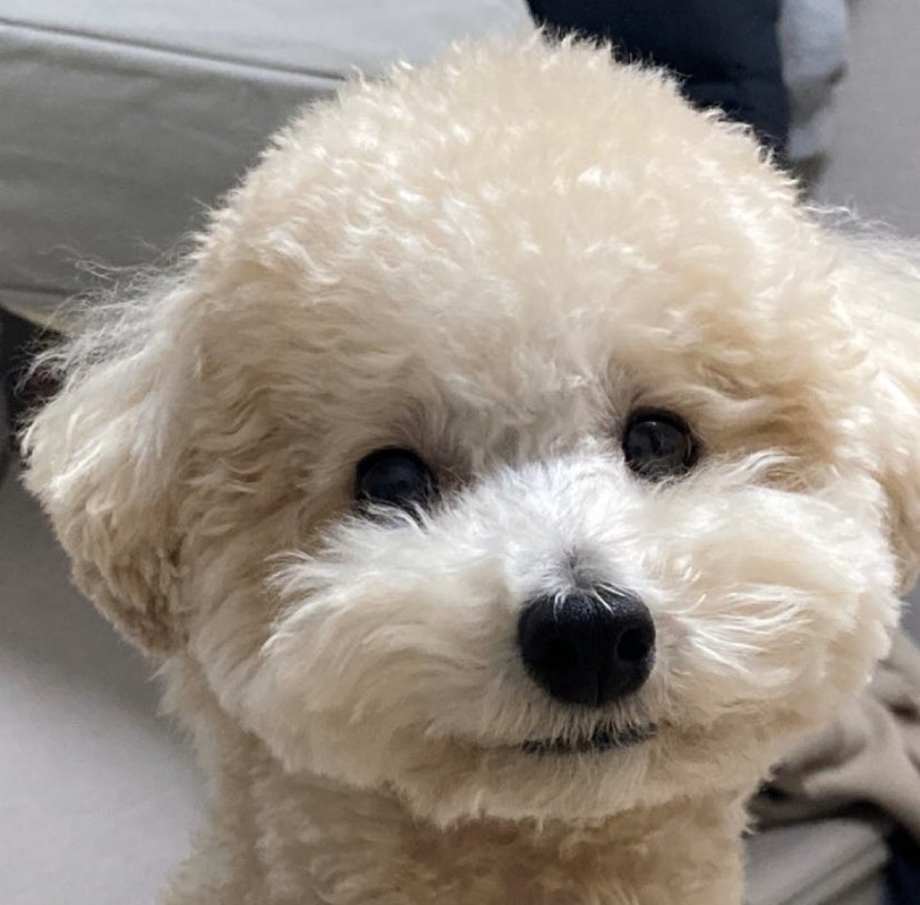 PAWINHAND_'s tweet photo. 2020년을 마무리 하며 -

“강아지는 귀엽지만 책임지기는 싫어”라는 생각으로 
2n년을 산 저에게 2020년은 어마어마한 해랍니다.

대구 코로나 확산으로 인해 회사를 약 두 달동안 쉬었었어요. 
그 때 우연히 개농장 펫샵 강아지번식장 ,,

알 수 없는 유투브 알고리즘으로 https://t.co/eBDYZTgSQH