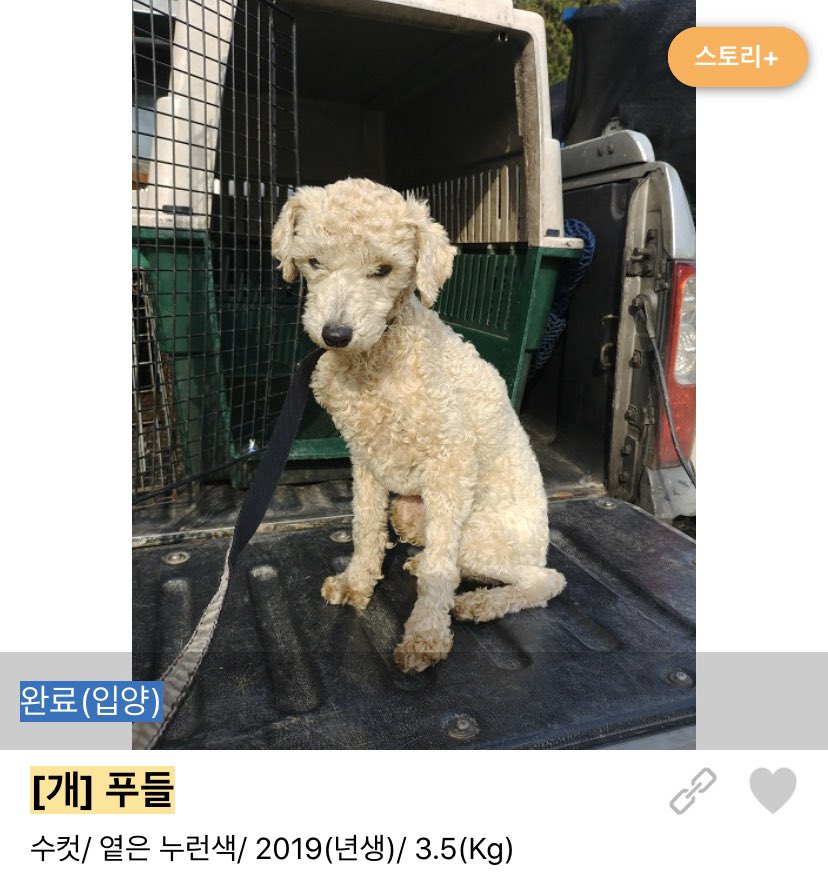 2020년을 마무리 하며 -

“강아지는 귀엽지만 책임지기는 싫어”라는 생각으로 
2n년을 산 저에게 2020년은 어마어마한 해랍니다.

대구 코로나 확산으로 인해 회사를 약 두 달동안 쉬었었어요. 
그 때 우연히 개농장 펫샵 강아지번식장 ,,

알 수 없는 유투브 알고리즘으로
