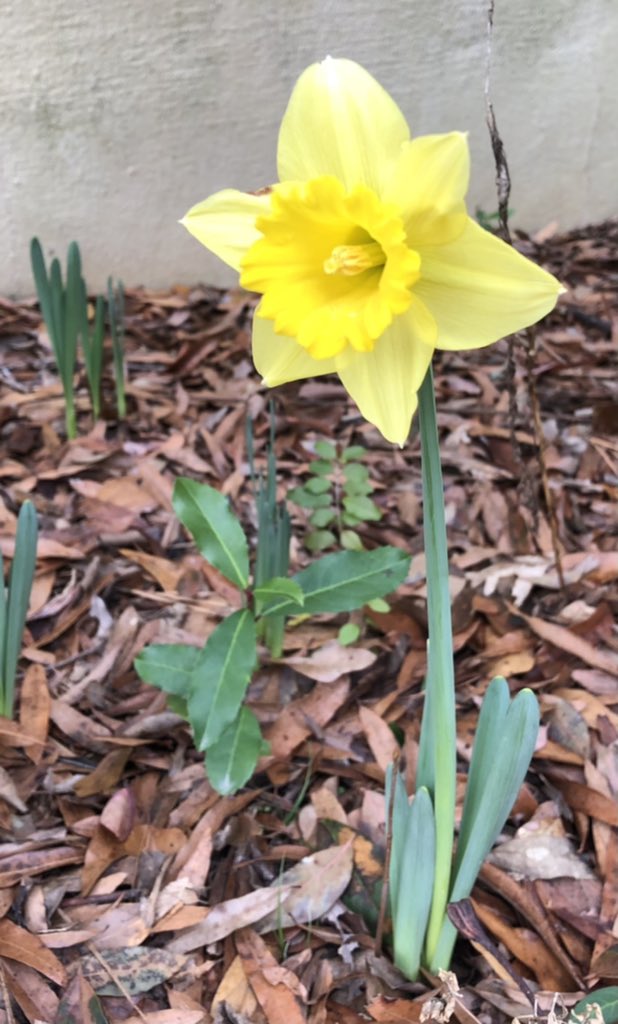 Kristie Willett tweet media