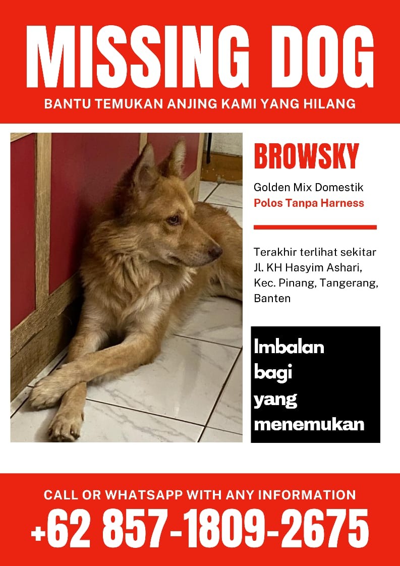 kumala_ms's tweet image. Twitter do your magic
Telah hilang dr pantauan anjing  dgn nm browsky. Bagi yg melihat tlg hubungi no hp 085718092675
Td pagi jam 3 pagi ada yg liat disekitaran duren village Ciledug.
Tolong di up om @kurawa
@AzCalvin @krisentia1 @_infociledug_ @infociledug 
Terimankasih🙏😭😭