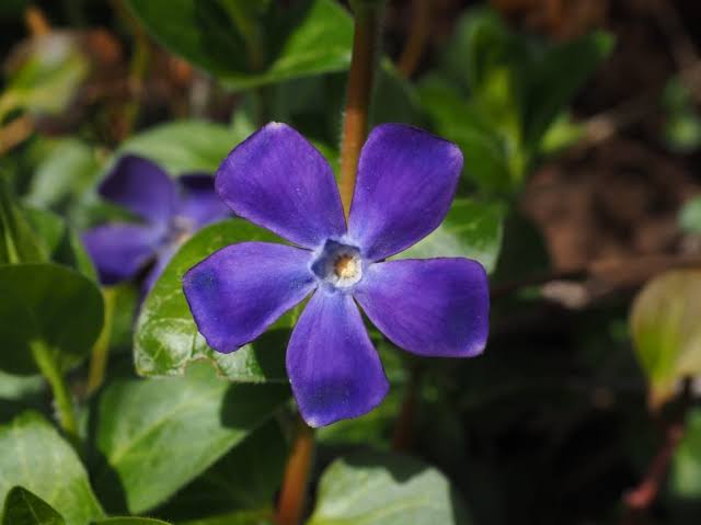 f(x) fandom color periwinkle symbolizes blossoming friendships, sentimental memories, and everlasting love. the flower periwinkle also has 5 petals, which symbolizes 5 members of f(x) 