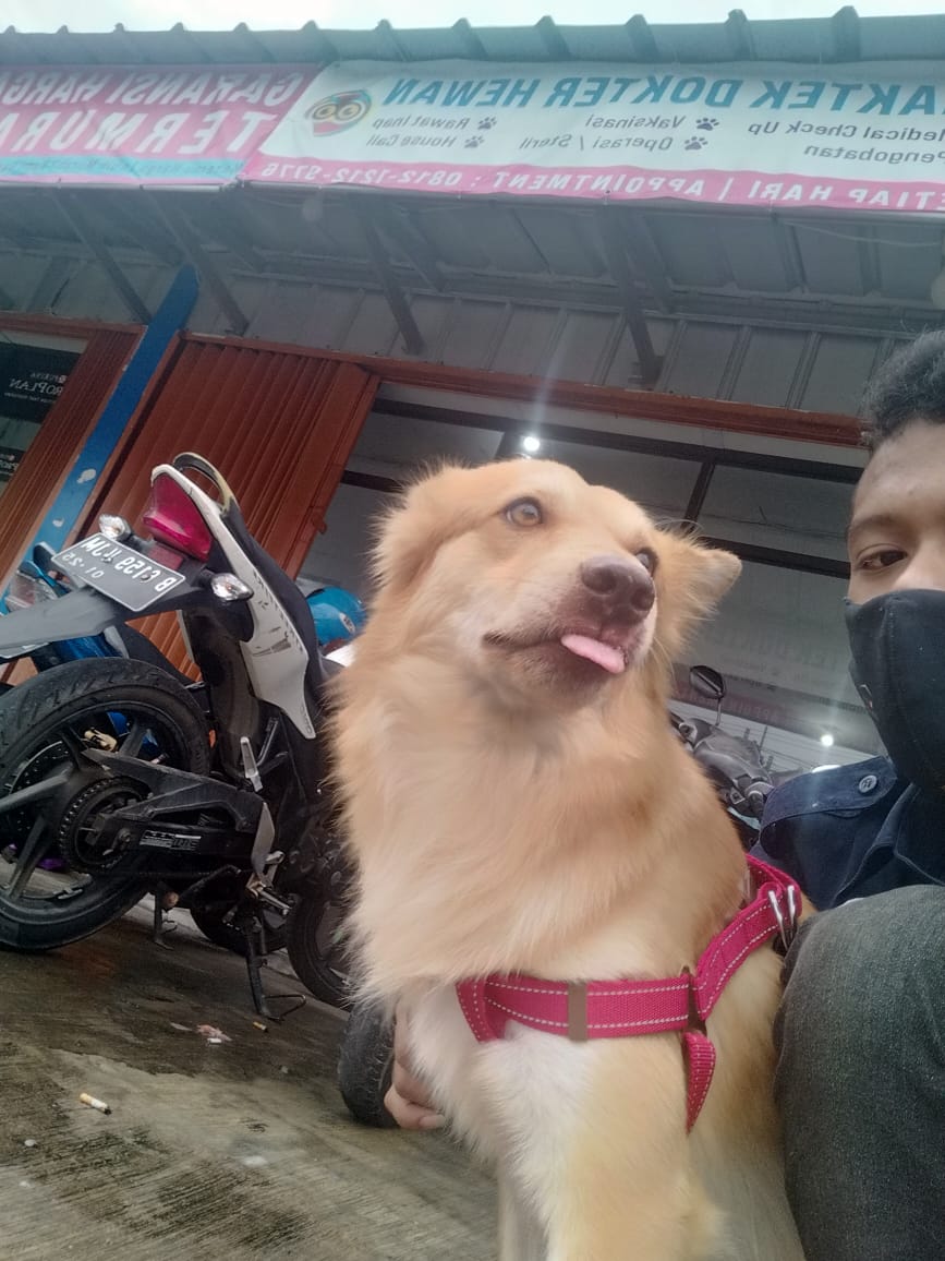 kumala_ms's tweet image. Twitter do your magic
Telah hilang dr pantauan anjing  dgn nm browsky. Bagi yg melihat tlg hubungi no hp 085718092675
Td pagi jam 3 pagi ada yg liat disekitaran duren village Ciledug.
Tolong di up om @kurawa
@AzCalvin @krisentia1 @_infociledug_ @infociledug 
Terimankasih🙏😭😭