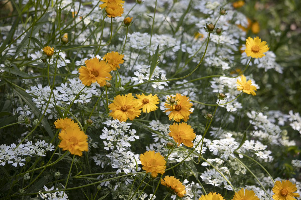 wildfloweryard's tweet photo. Much of my garden is filled with volunteers. Random combinations that are ever changing. Coreopsis and orlaya, with a little gaillardia. They all grow easily from seed. https://t.co/BRywtrxf7s