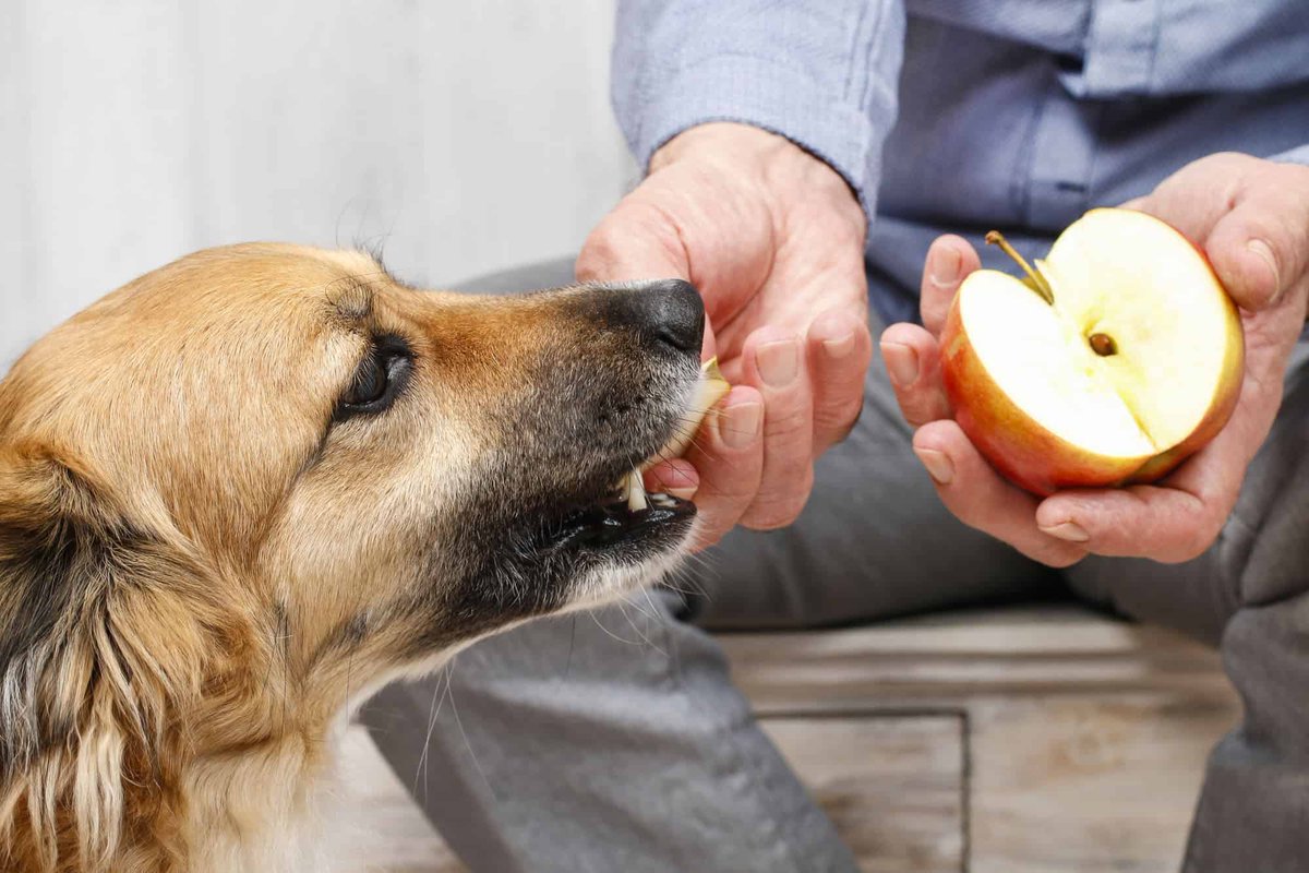 coffeeandpuppy's tweet image. Can Dogs Eat Apple? cfpp.co/5IW4rLlN #CoffeePuppy #CookingForDogs #DogChef #PetChef #อาหารสุนัข #อาหารน้องหมา