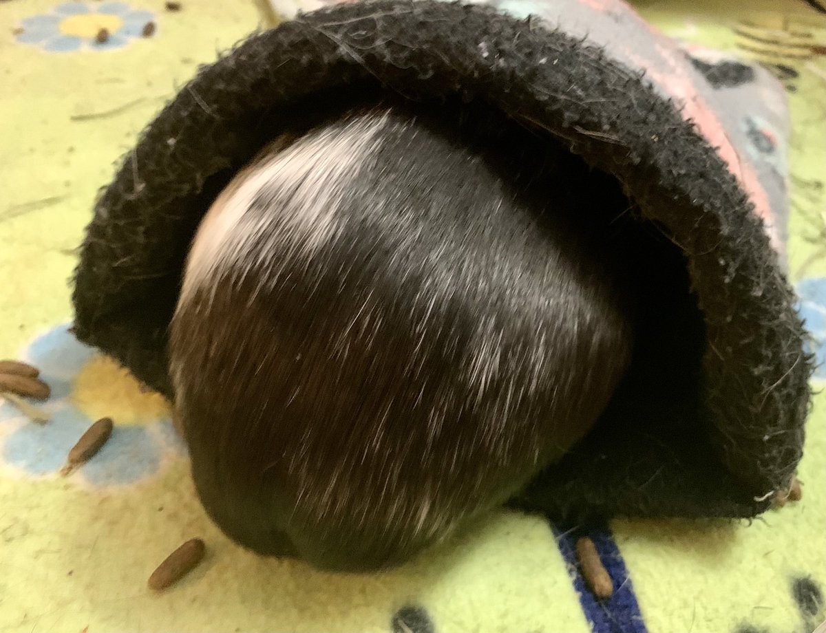 Goodbye 2020. Here is a blurry picture of my butt and some poop. You don’t deserve anything else. 

#Bye2020 #GoodRiddance