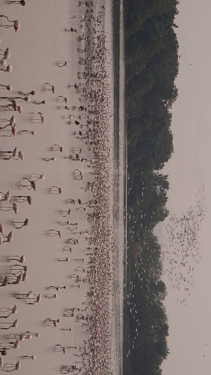 rajeshpatel29's tweet photo. Yesterday got opportunities to clicked beautiful glimpse of flamingos at Navi Mumbai..
#flamingo #Flames #navimumbai #rajeshpatelphotography #NaturePhotography https://t.co/Hn7zVvDaGS