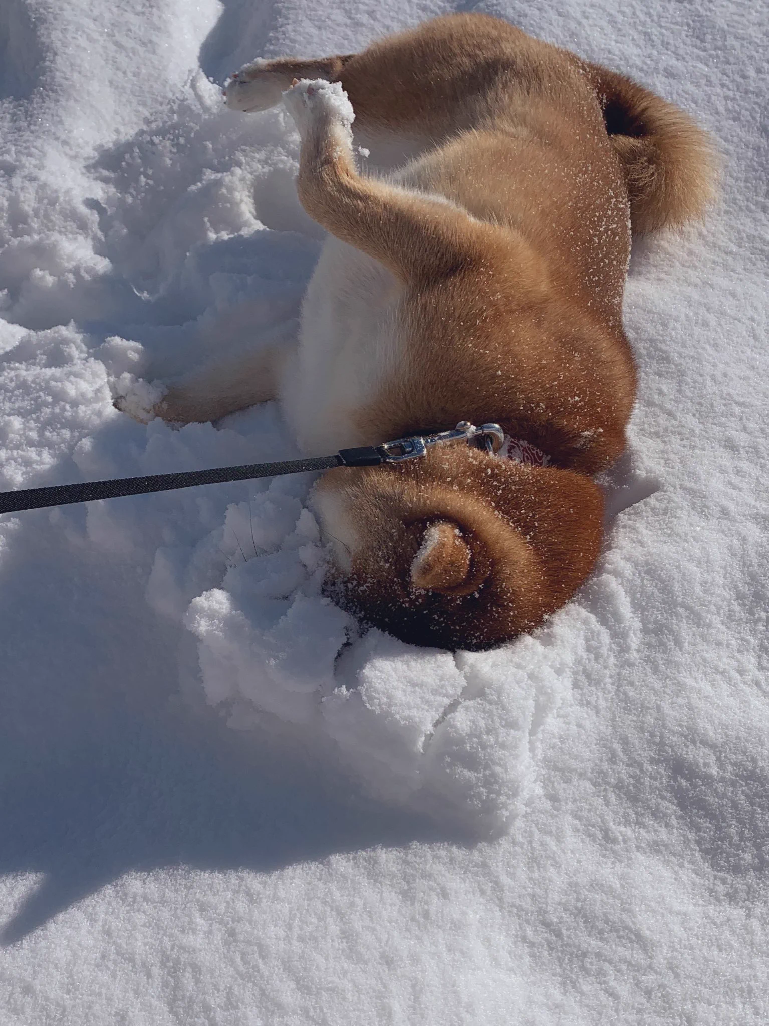雪の中に顔をうずめて感触を確かめるわんこ！